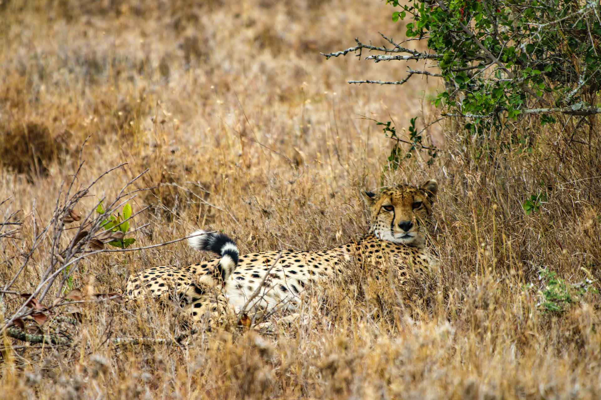 AFRICA